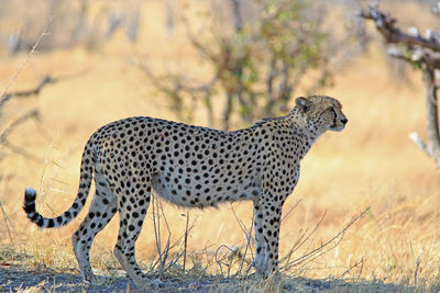 Side profile of b autofill cheetah