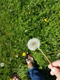 Close-up of hand holding grass