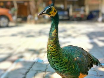 Close-up of a peacock