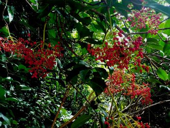 Low angle view of red flowers