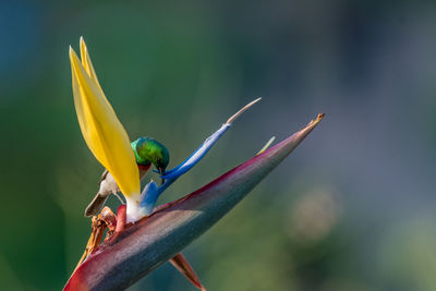 Close-up of parrot perching on plant