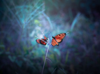 Close-up of butterfly perching on plant