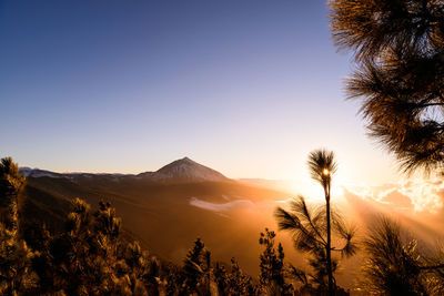 Scenic view of silhouette trees against clear sky during sunset