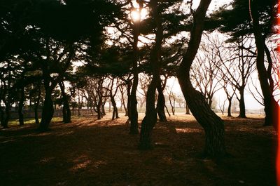 Trees in forest