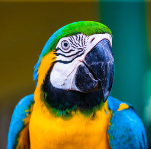 Close-up of a parrot