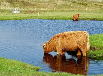 Cow standing by river