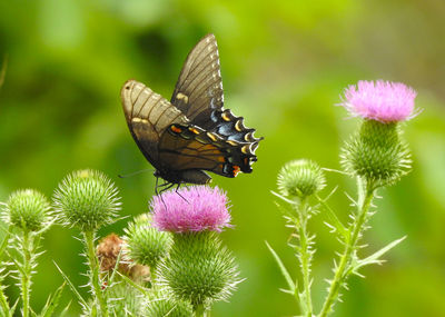 Swallow tailed butterfly