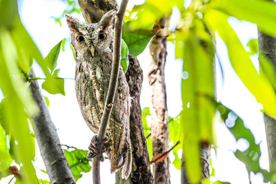 Low angle view of owl on tree