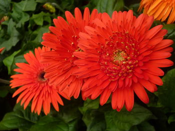 Close-up of red flower blooming outdoors