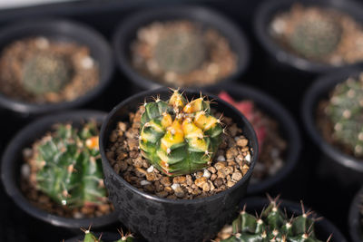 High angle view of potted plants