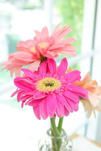 Close-up of pink flowers in vase