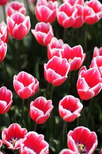 Close-up of pink tulips