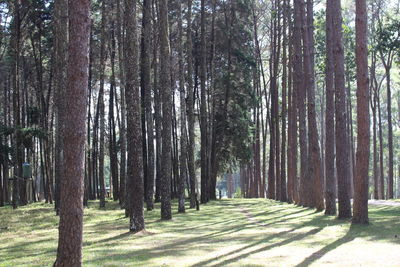 Trees in forest