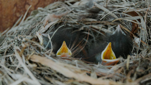 Close-up of birds in nest