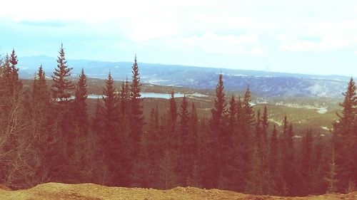 Panoramic view of trees in forest against sky