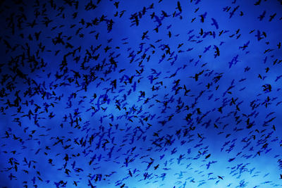 Low angle view of birds flying in sky