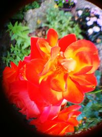 Close-up of poppy blooming outdoors