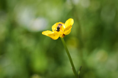 Close-up of bee pollinating on yellow flower