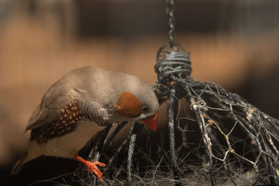 Close-up of bird