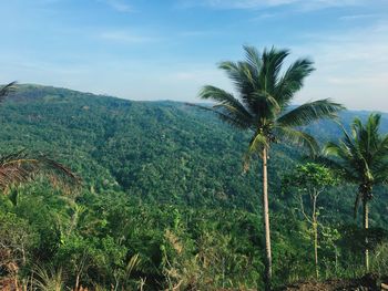 Palm trees on landscape against sky