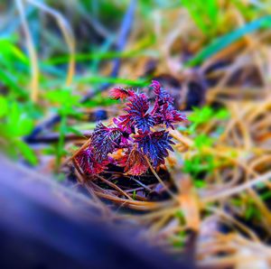 Close-up of insect on flower