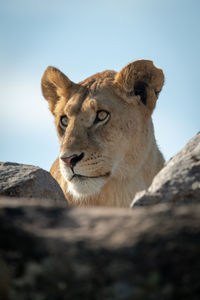 Lioness peeps over rocky boulders in sunshine