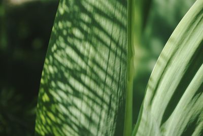 Close-up of green leaves