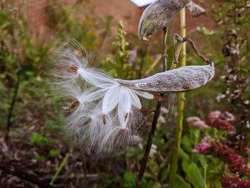 Close-up of white peacock