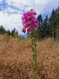 Close-up of pink flowering plant on field