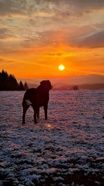 View of dog on beach during sunset