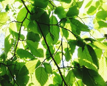 Low angle view of leaves on tree