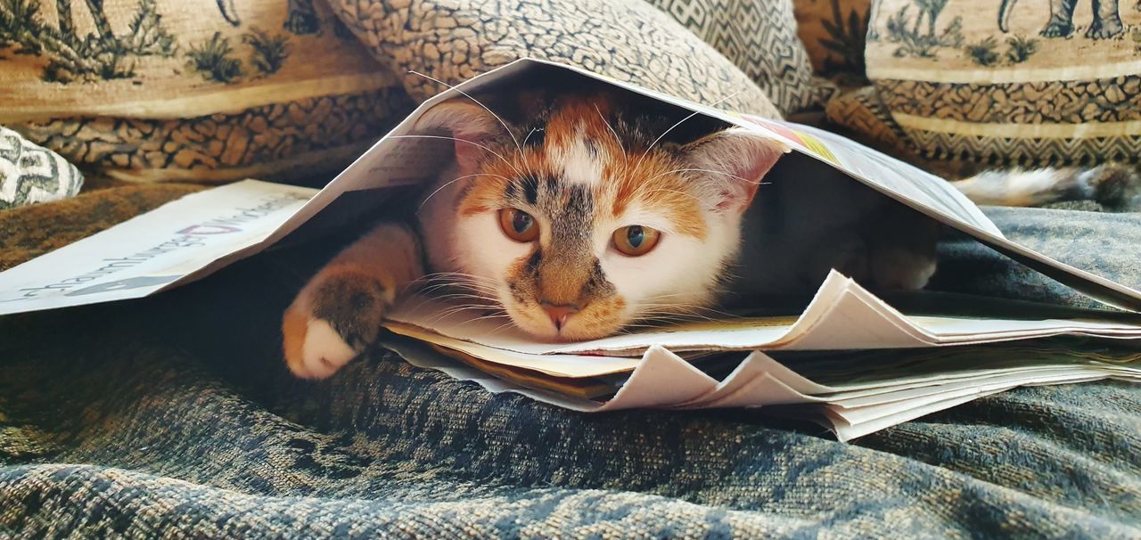 mammal, cat, pets, domestic, domestic animals, vertebrate, animal themes, domestic cat, one animal, feline, animal, book, looking at camera, publication, indoors, portrait, relaxation, bed, paper, no people, whisker, animal head