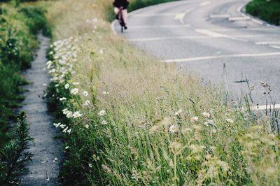 Woman riding bicycle on road