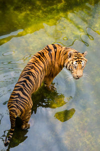 Tiger jumping in lake at zoo