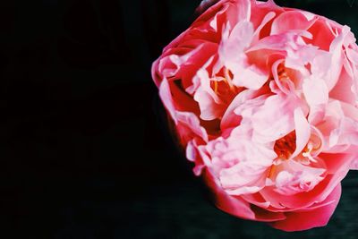 Close-up of red rose over black background