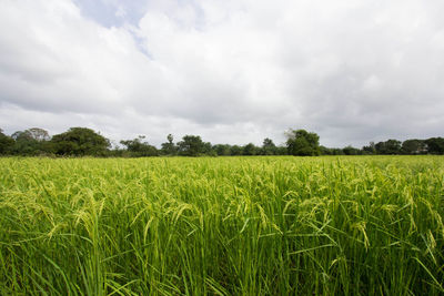 Scenic view of field against cloudy sky