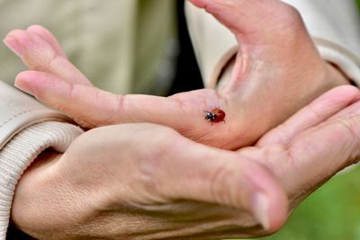 Close-up of ladybug on human hand