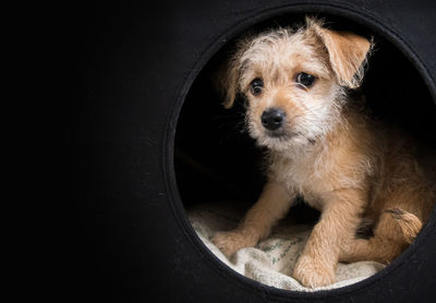 Cute brown puppy in a dark box with, copy space