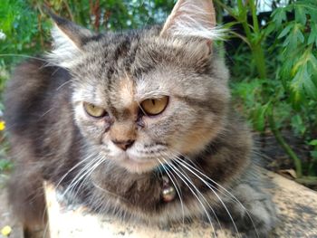 Close-up portrait of cat