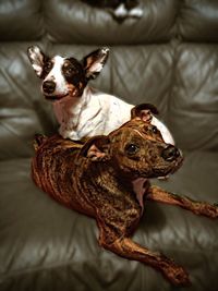 High angle view of dogs sitting on sofa at home