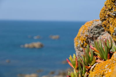 Close-up of flowering plant against sea