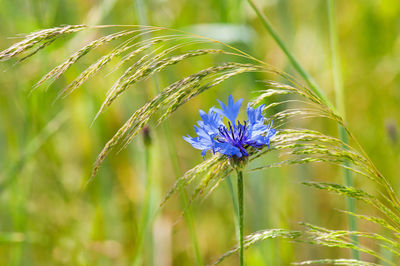 Close-up of purple flower