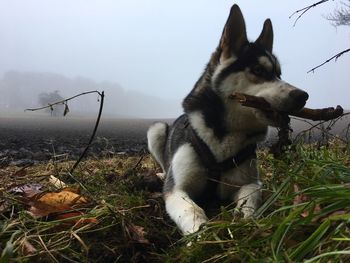 Dog looking away on field