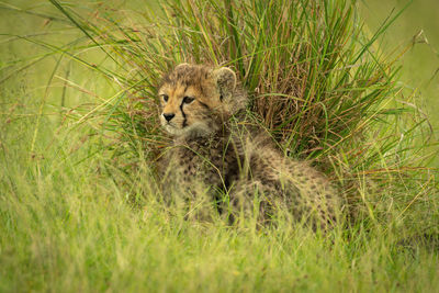 Cat sitting on grass