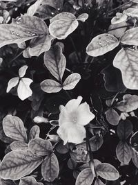 Close-up of fresh green leaves with white flowers