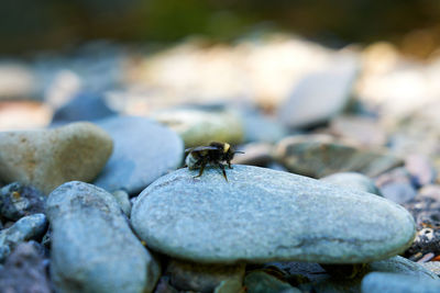 Close-up of housefly on rock