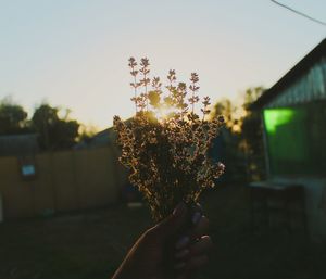 Close-up of hand holding plant against sky during sunset