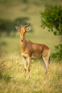 Coke hartebeest stands in grass eyeing camera