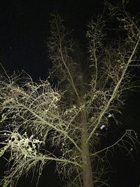 Low angle view of illuminated bare trees