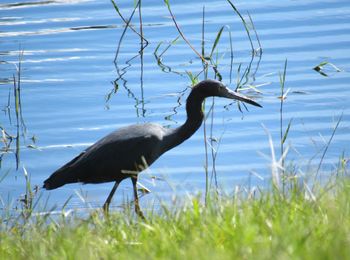 Gray heron on grass by lake against sky